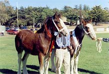 Clydesdales