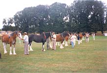 Clydesdales