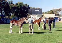 Clydesdale foals